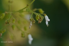 Isodon lophanthoides var. lophanthoides